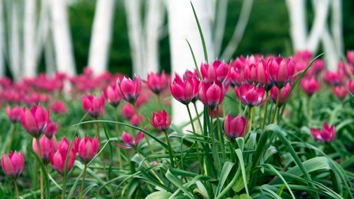 Small tulips with vibrant pink petals blooming at the base of a stand of silver birch trees